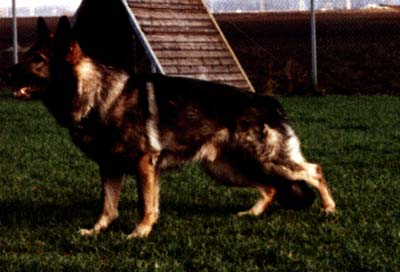 Ike vom Silberbrackel | German Shepherd Dog 