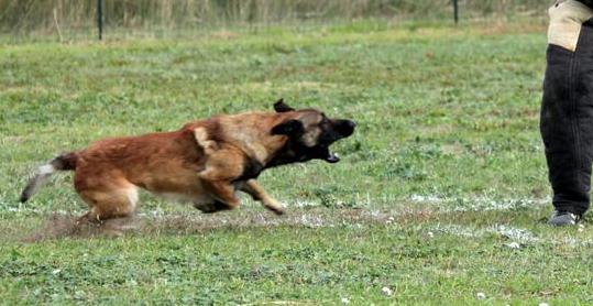 Erain du Bois de Vermont | Belgian Malinois 