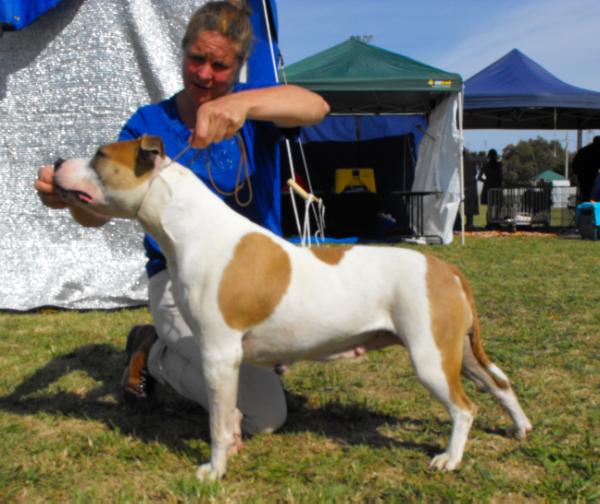 diamondcross cupcake | American Staffordshire Terrier 