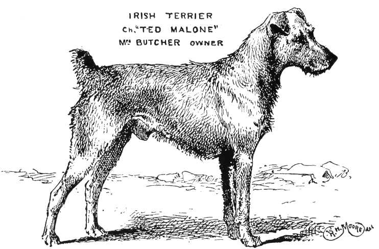 Ted Malone [Mrs. Butcher's] | Irish Terrier 
