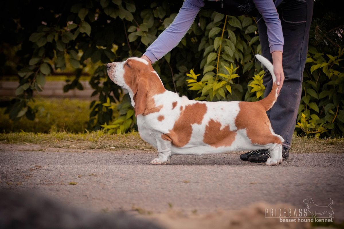 Pridebass Change My World | Basset Hound 