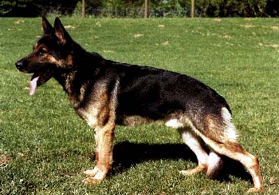 Greif vom Herkulesblick | German Shepherd Dog 