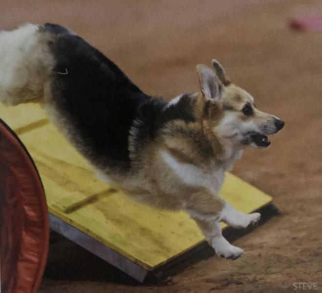 Jaax Sweet Miracle Man | Pembroke Welsh Corgi 