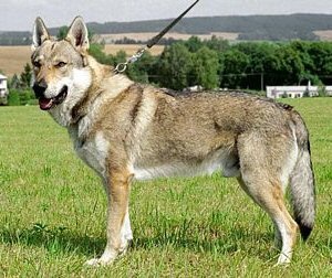 Adon Irpruš | Czechoslovakian Wolfdog 