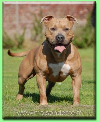 Archos De la Maison d'Este | American Staffordshire Terrier 