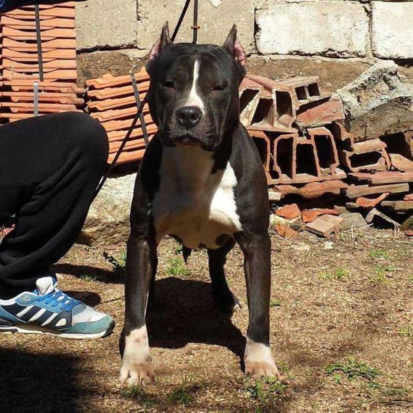 Black Devil | American Staffordshire Terrier 