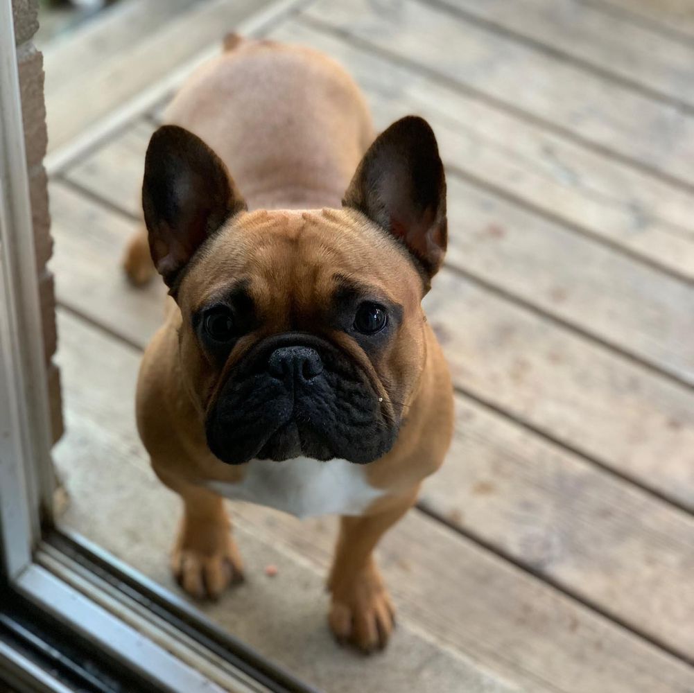 FF's Cece Sassy Pants | French Bulldog 