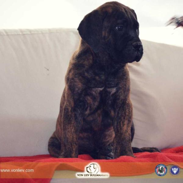 Von Liev Maverick | Bullmastiff 