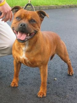 Beraka Rand | Staffordshire Bull Terrier 