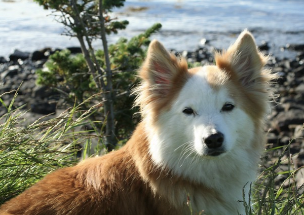 Galtanes Panda | Icelandic Sheepdog 