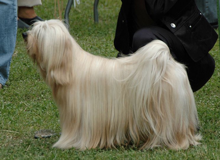 CORNETTO JONATAN | Tibetan Terrier 