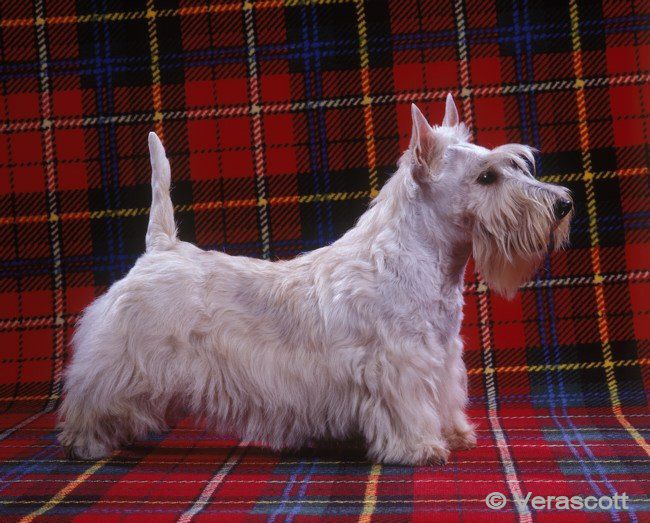 Lune de miel du Moulin de Mac Grégor | Scottish Terrier 