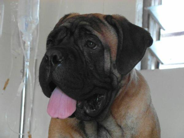 Trouble Maker Big Head Beauties | Bullmastiff 