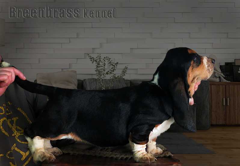 Iliada Galaxy Spark Breenbrass | Basset Hound 