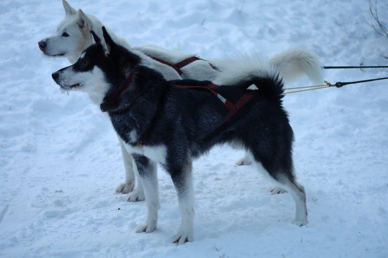 Biisaiyowaq Boomer for Nordiclight (SWE) | Alaskan Malamute 