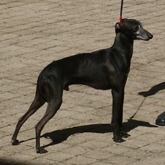 Nil de Shirkan | Italian Greyhound 