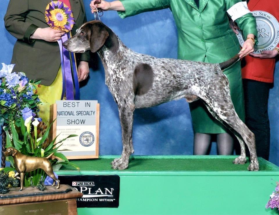 Ehrenvogel Daredevil | German Shorthaired Pointer 