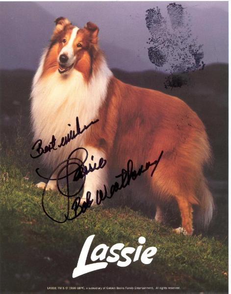 Lassie VIII (Howard) | Rough Collie 