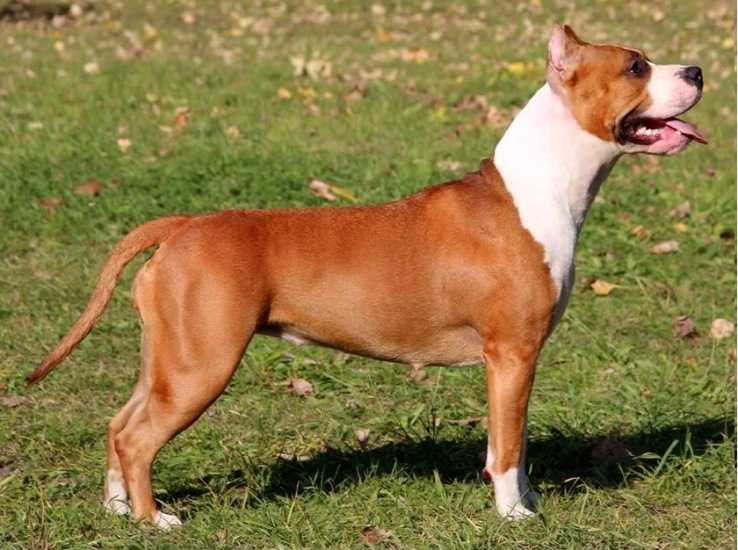 Gang-Staff ISTEL FOR SANTA STYLE | American Staffordshire Terrier 
