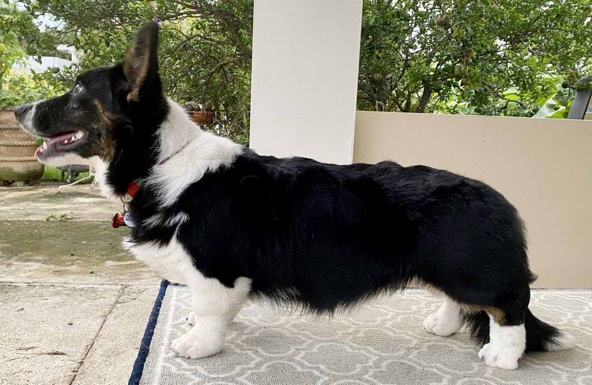 Dragonfly's Quimbara Cumbara Cumba Quimbamba | Cardigan Welsh Corgi 