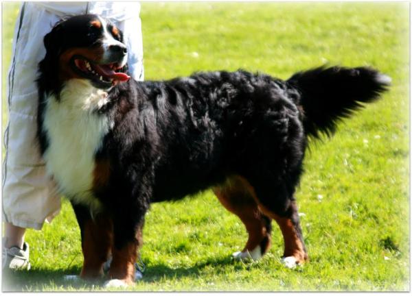 Tasseg's Freaky Fender | Bernese Mountain Dog 