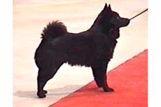 Magisters Minette | Schipperke 