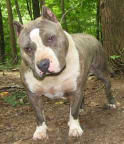 PURE EDGE MAKAVELI'S DIAMOND | American Pit Bull Terrier 