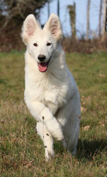 Montana River des loups de la garenne | White Swiss Shepherd Dog 