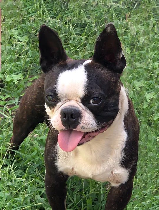 Cadle's Clyde Chestnut Barrow | Boston Terrier 