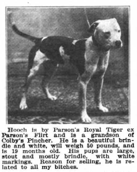 Hooch [Tiger x Flirt] | American Pit Bull Terrier 