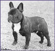 Tollydane Pierrot at Nokomis | French Bulldog 