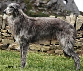 Brackenford Dalesman of Claonaiglen | Scottish Deerhound 