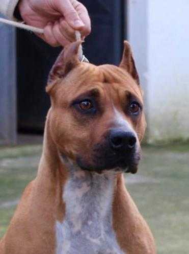 FRANK'S OF AST ROSY | American Staffordshire Terrier 