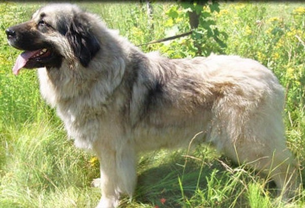 Goldie tary Šte-Kot north | Yugoslavian Shepherd Dog-Sarplaninac 