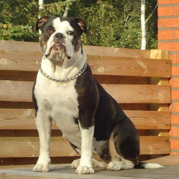 Bulldoglover's Sophie | Olde English Bulldogge 