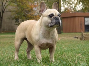 OPIUM DU CHAMPAGNE | French Bulldog 