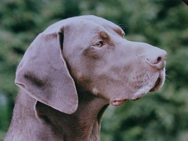 Isara Kurzhaar Deer Hunter | German Shorthaired Pointer 