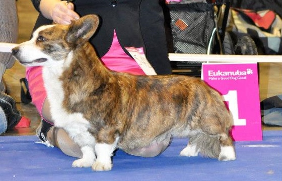 Zamok Svyatogo Angela Pilgrim | Cardigan Welsh Corgi 