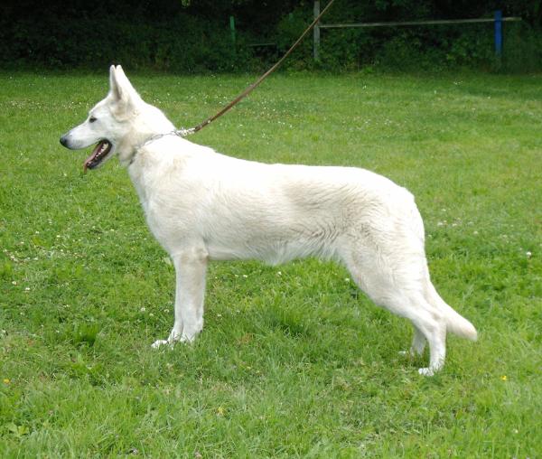 Fiona vom Auheimer Land | White Swiss Shepherd Dog 