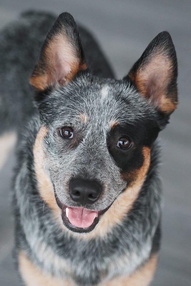 Bradley Simpatija | Australian Cattle Dog 