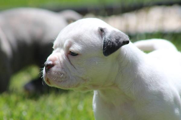 Highlands Tears of Blue Diamonds of PSI | American Bulldog 