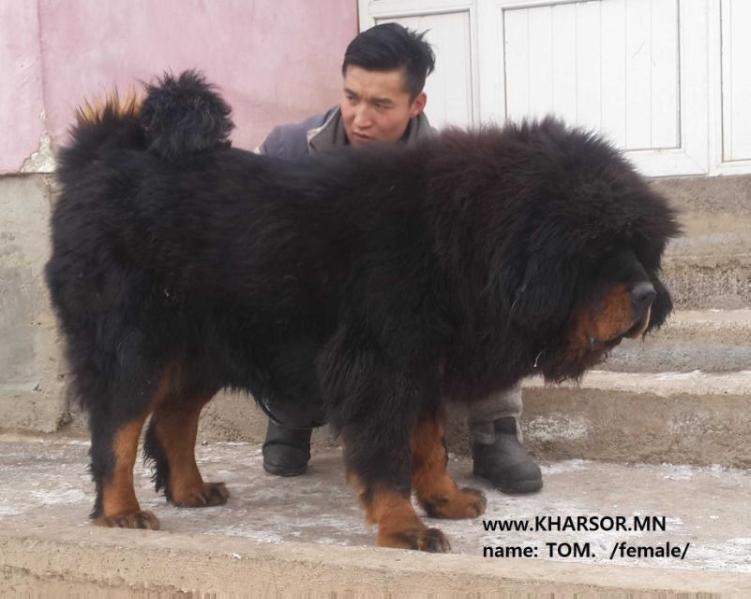 Tomoo | Tibetan Mastiff 