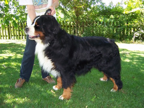 Elton John Degli Antichi Mulini | Bernese Mountain Dog 