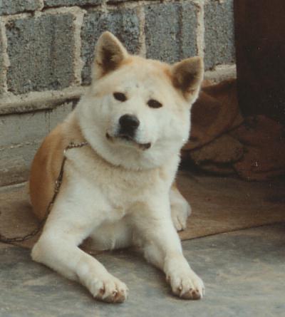 D'Michiko Ken Amana | Akita 