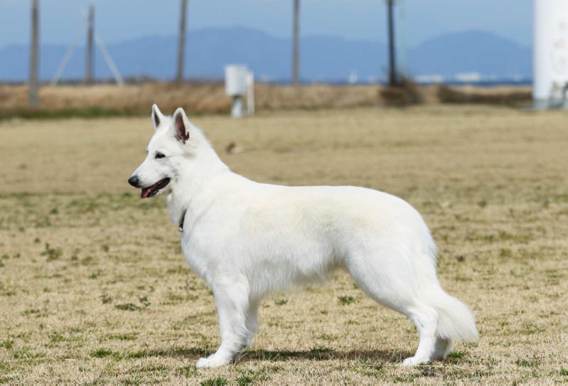 Kaede vom Weissen Zwinger | White Swiss Shepherd Dog 