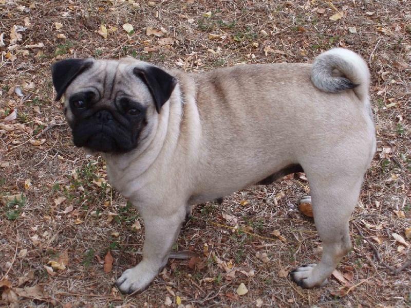 ulotte de la lande de broceliande | Pug 