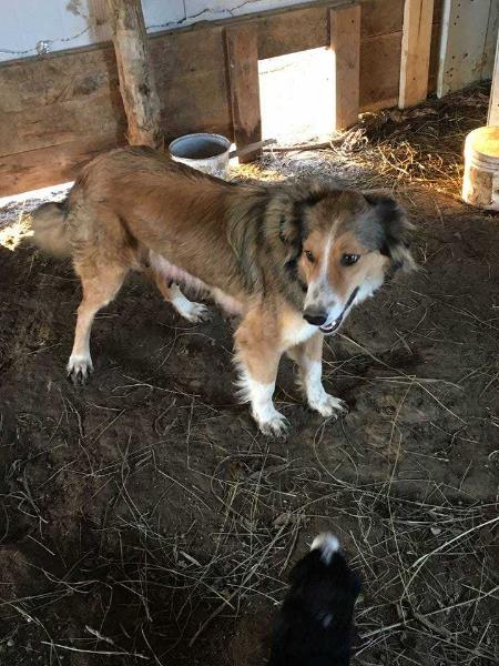 Sweetacre Dena | English Shepherd 