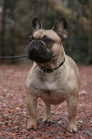 Confucius De La Parure | French Bulldog 