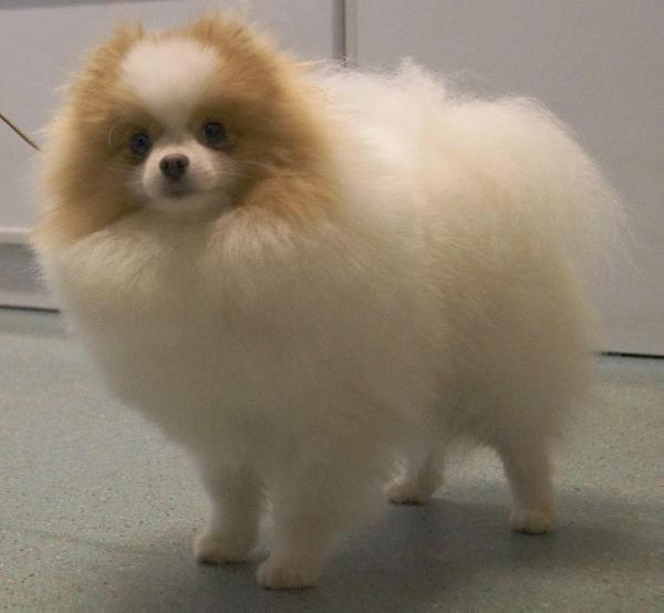 Char's White Knight Parti Of Pomland | Pomeranian 