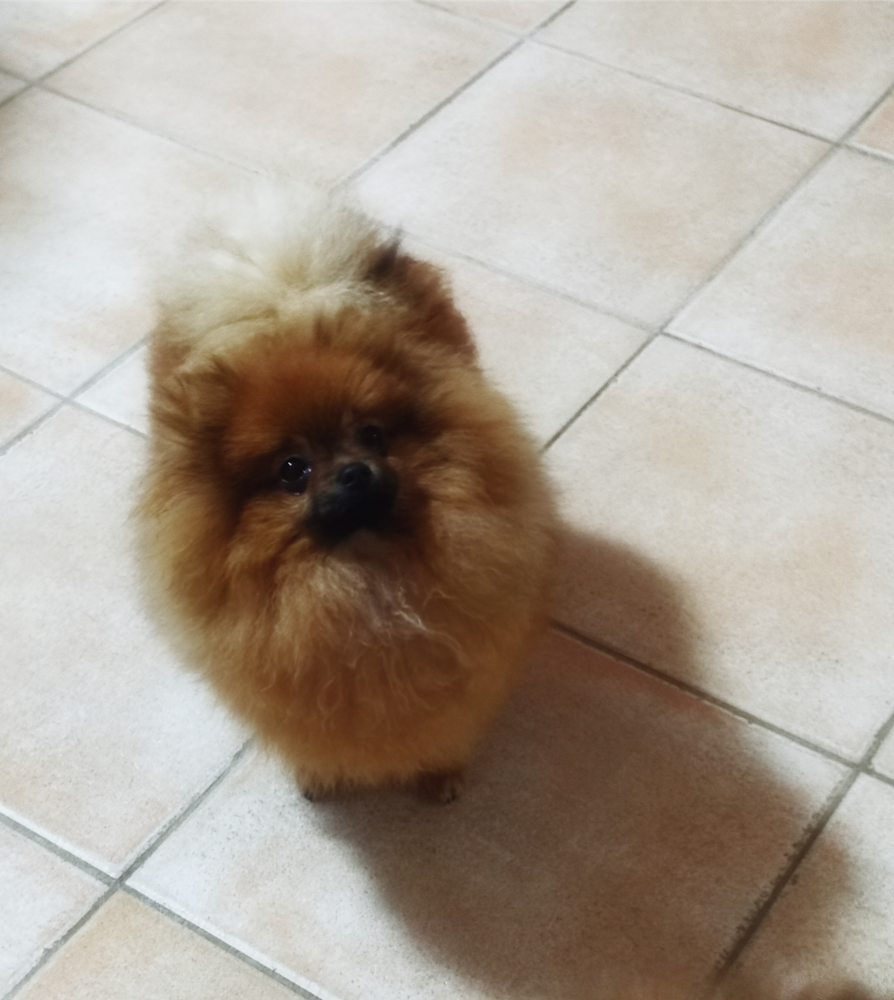 Zoe pom's doll Bandita | Pomeranian 